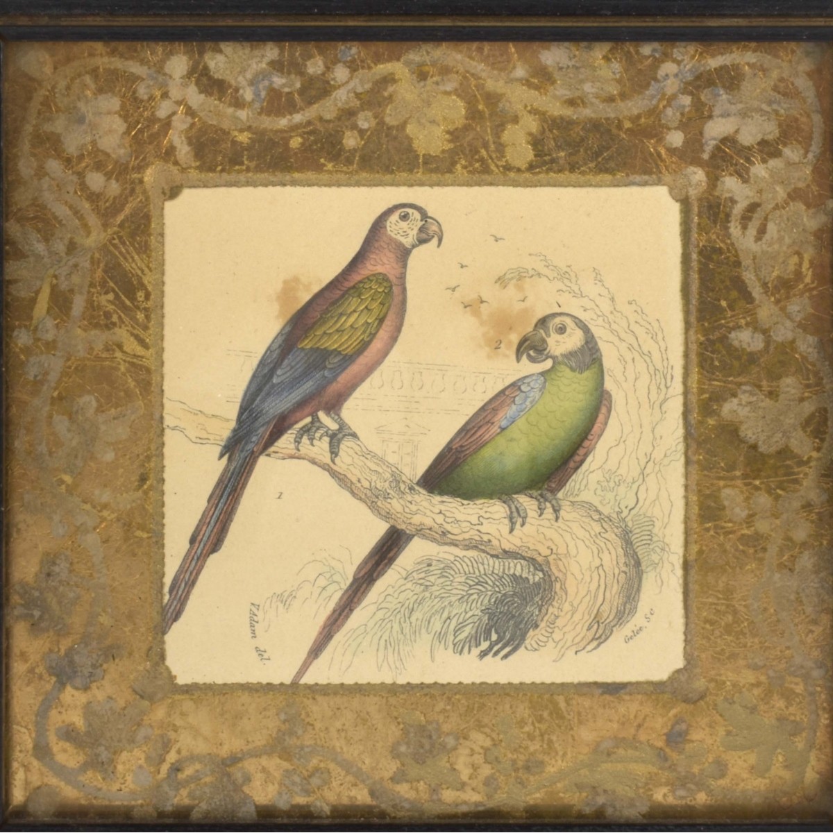 18th Century Framed Bird Lithographs