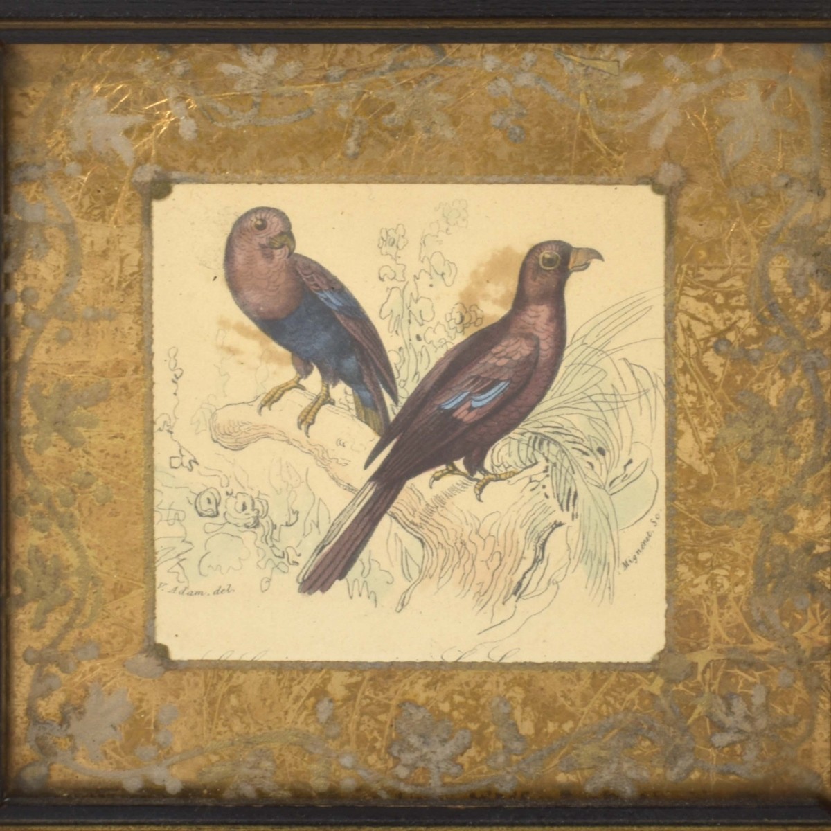 18th Century Framed Bird Lithographs