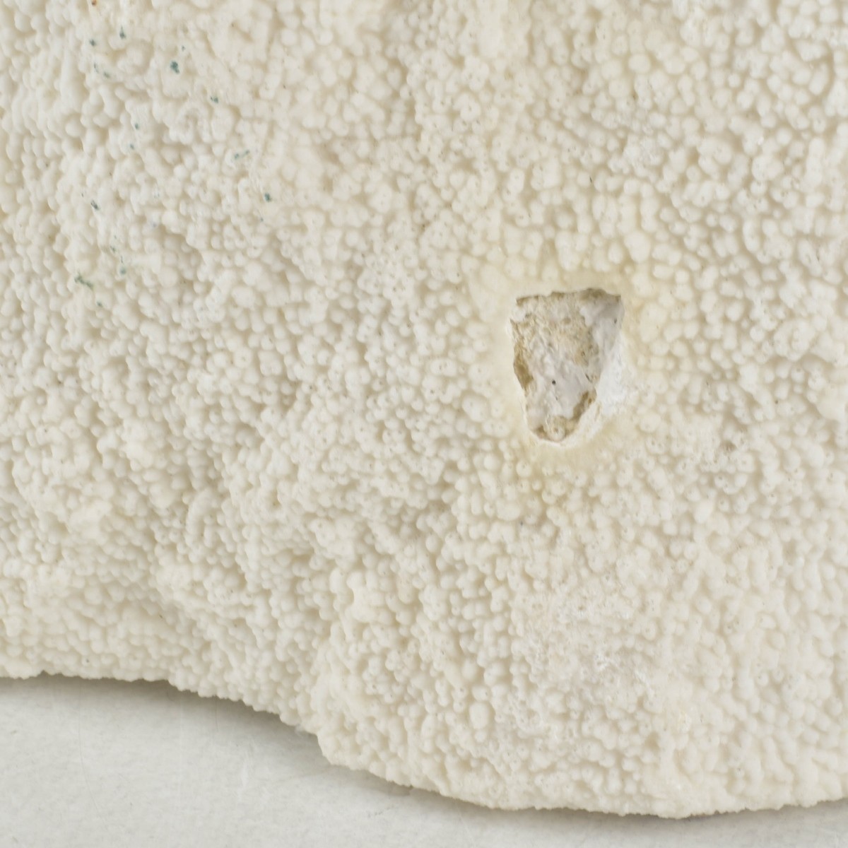 Large Natural White Sea Coral