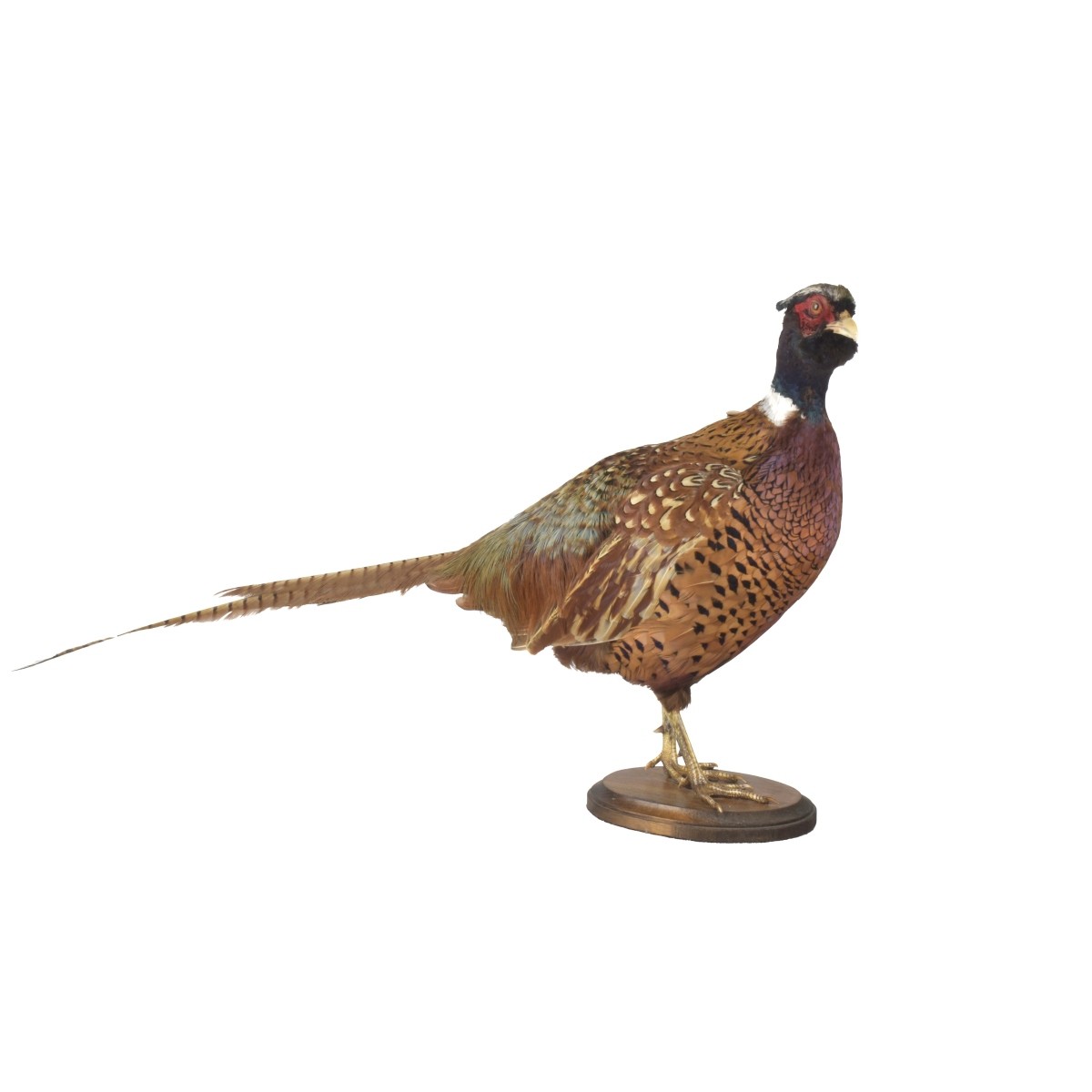 Taxidermy Mounted Ringneck Pheasant