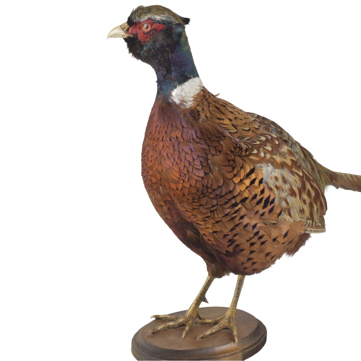 Taxidermy Mounted Ringneck Pheasant
