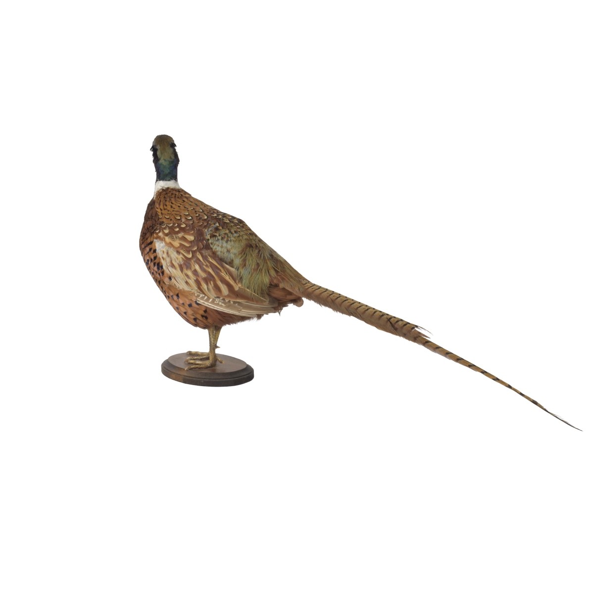 Taxidermy Mounted Ringneck Pheasant