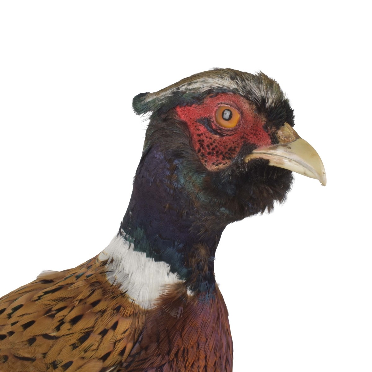 Taxidermy Mounted Ringneck Pheasant