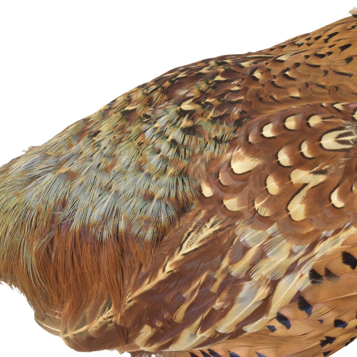Taxidermy Mounted Ringneck Pheasant