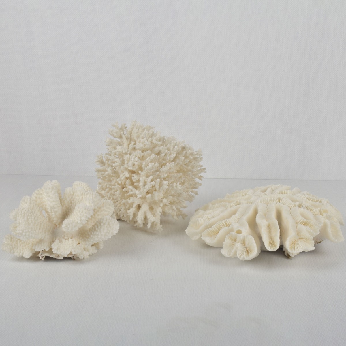 White Coral Specimens