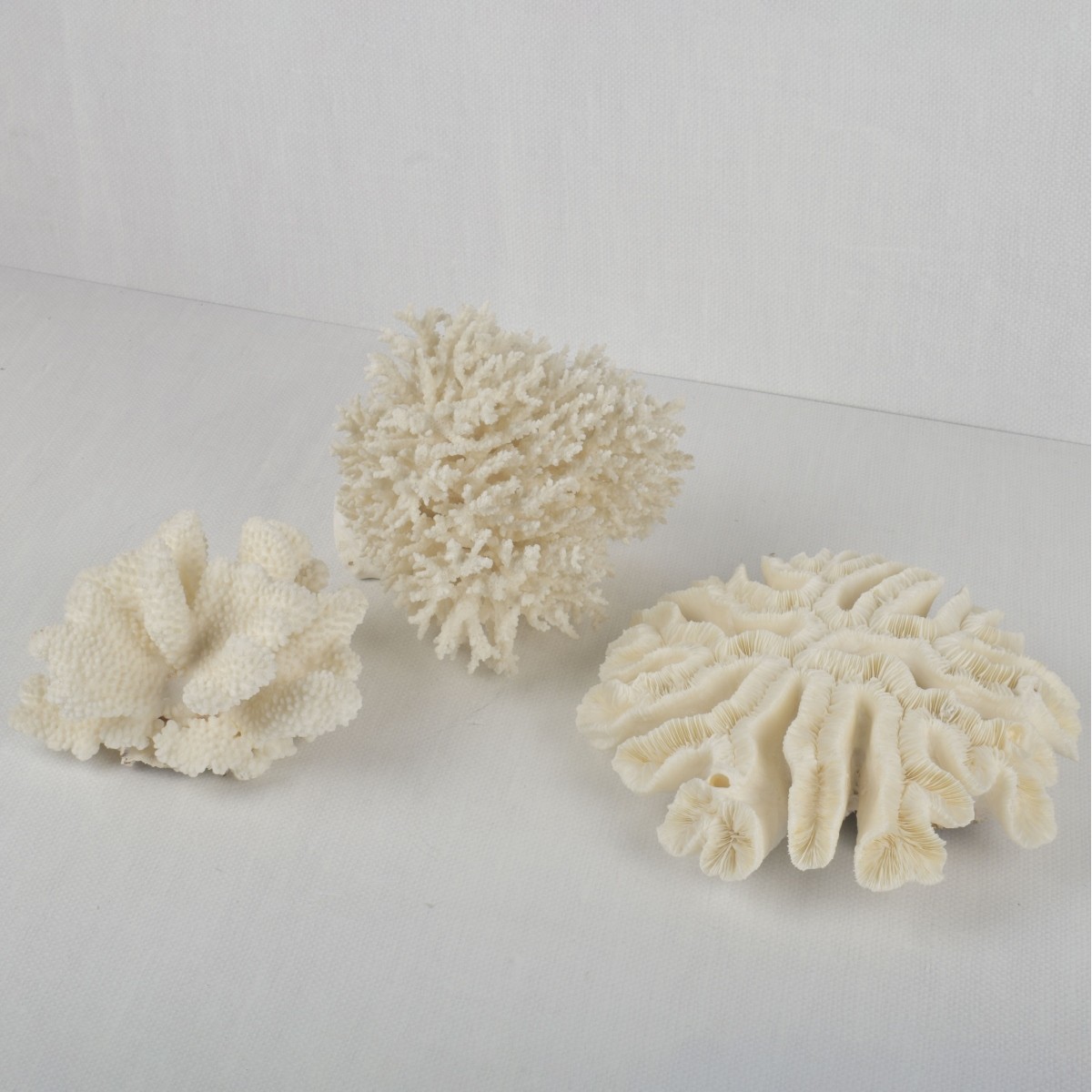 White Coral Specimens