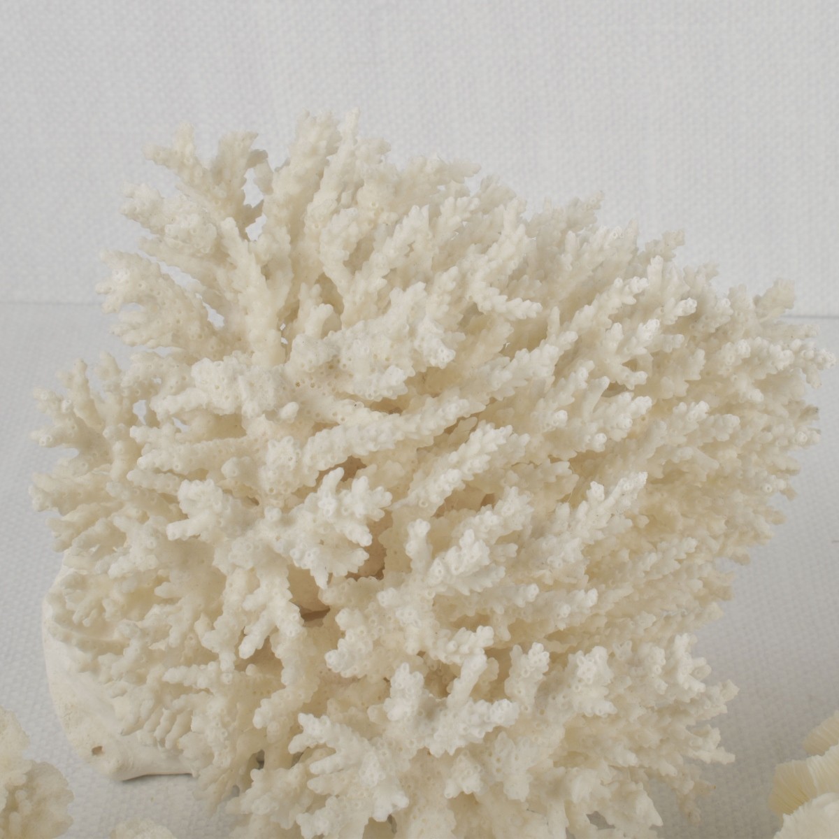 White Coral Specimens