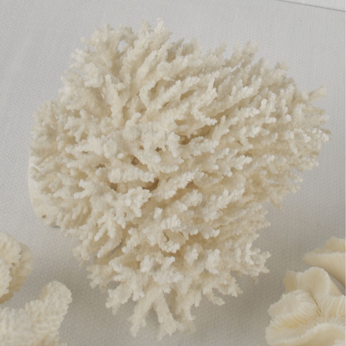 White Coral Specimens
