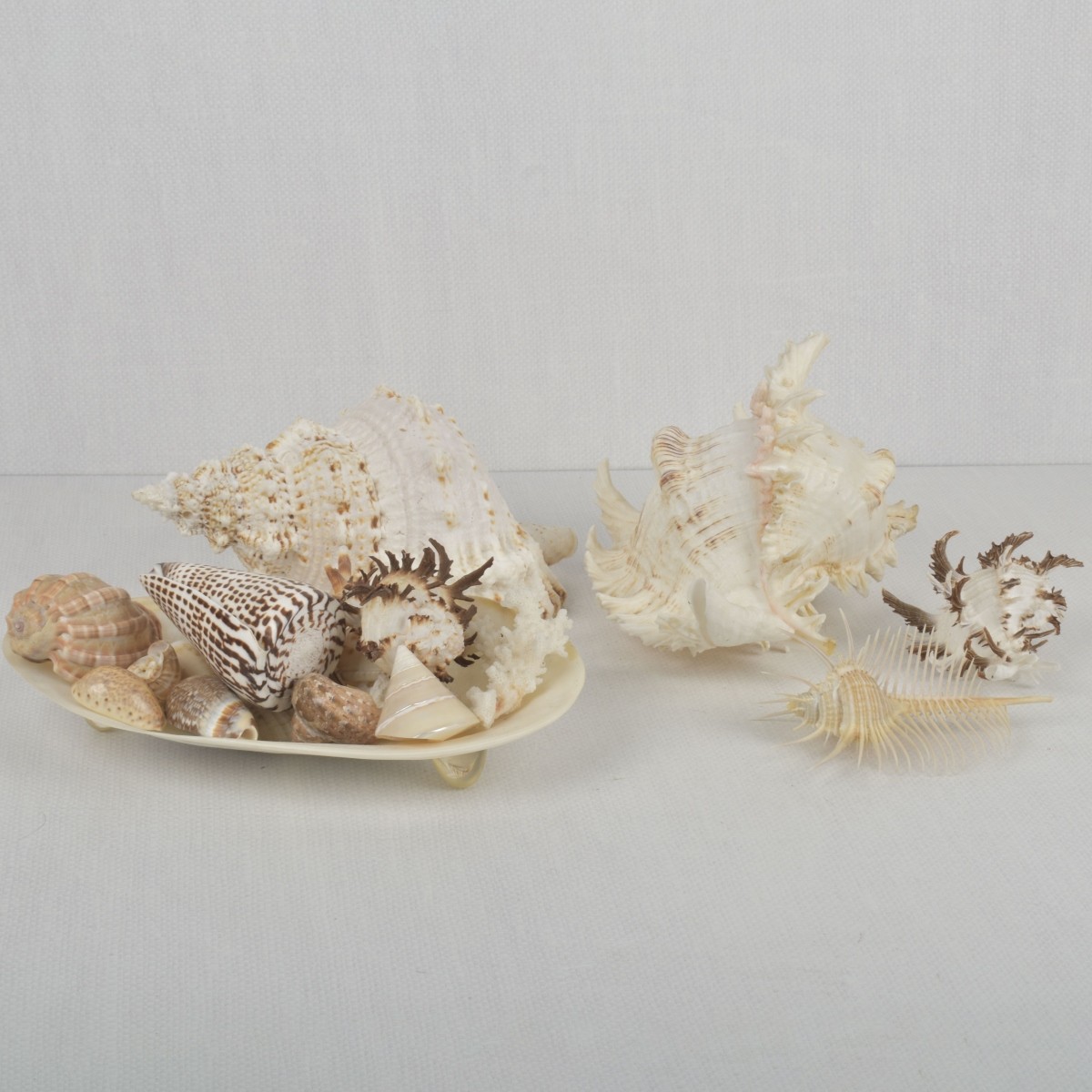 Sea Shell Collection