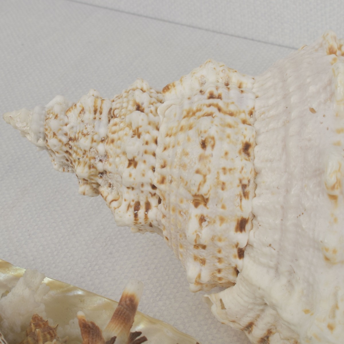 Sea Shell Collection