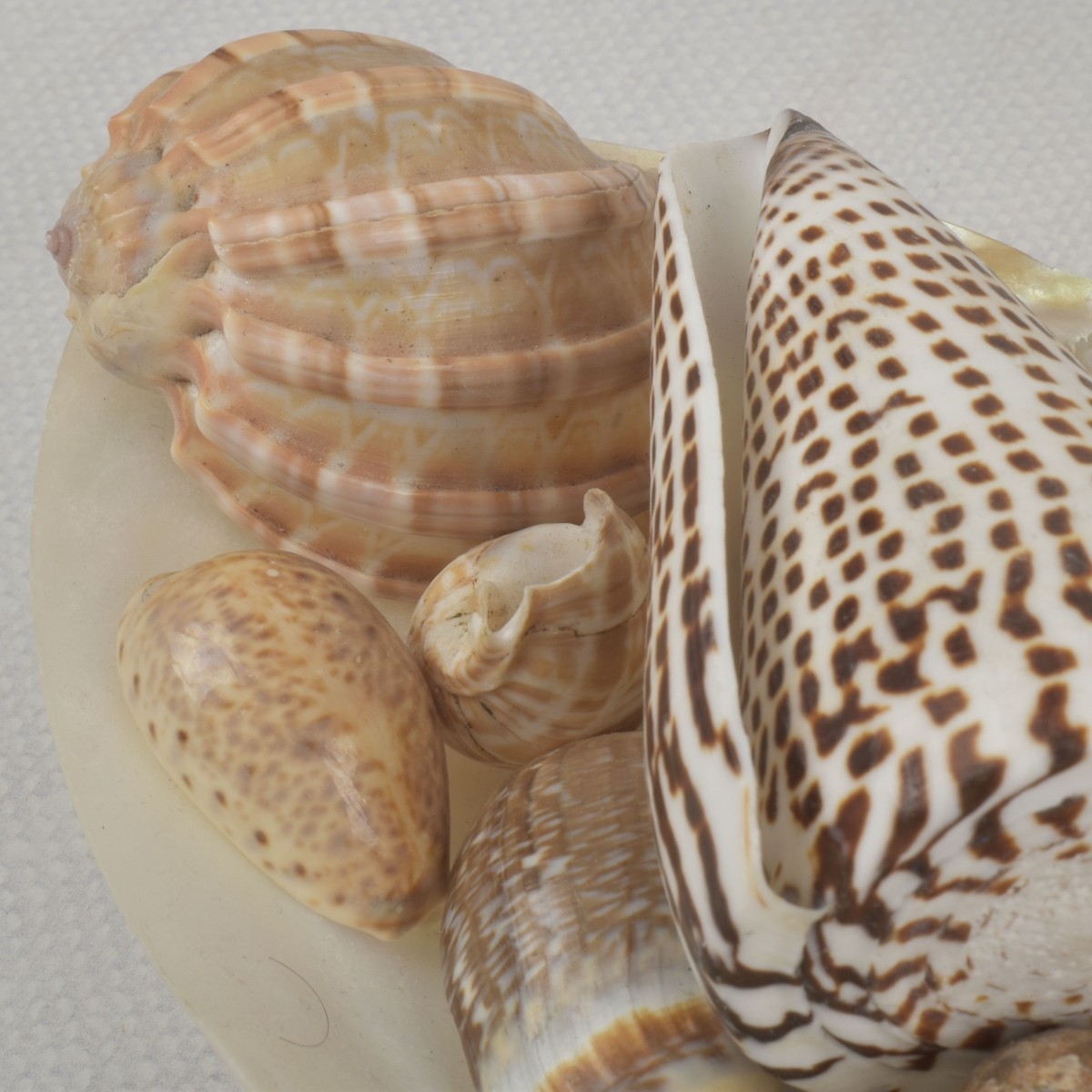 Sea Shell Collection