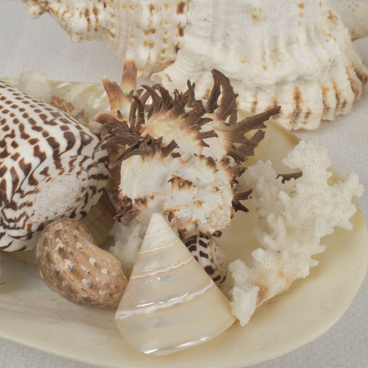 Sea Shell Collection