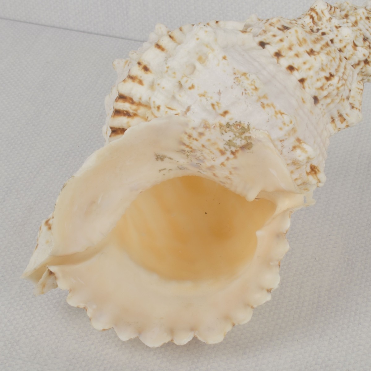 Sea Shell Collection