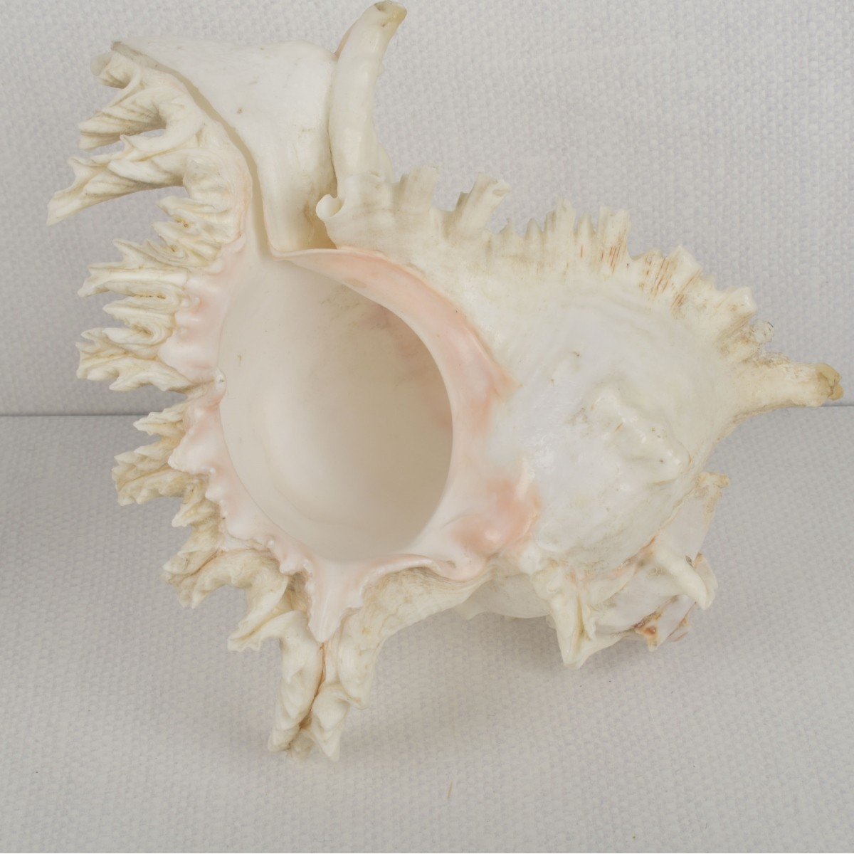 Sea Shell Collection