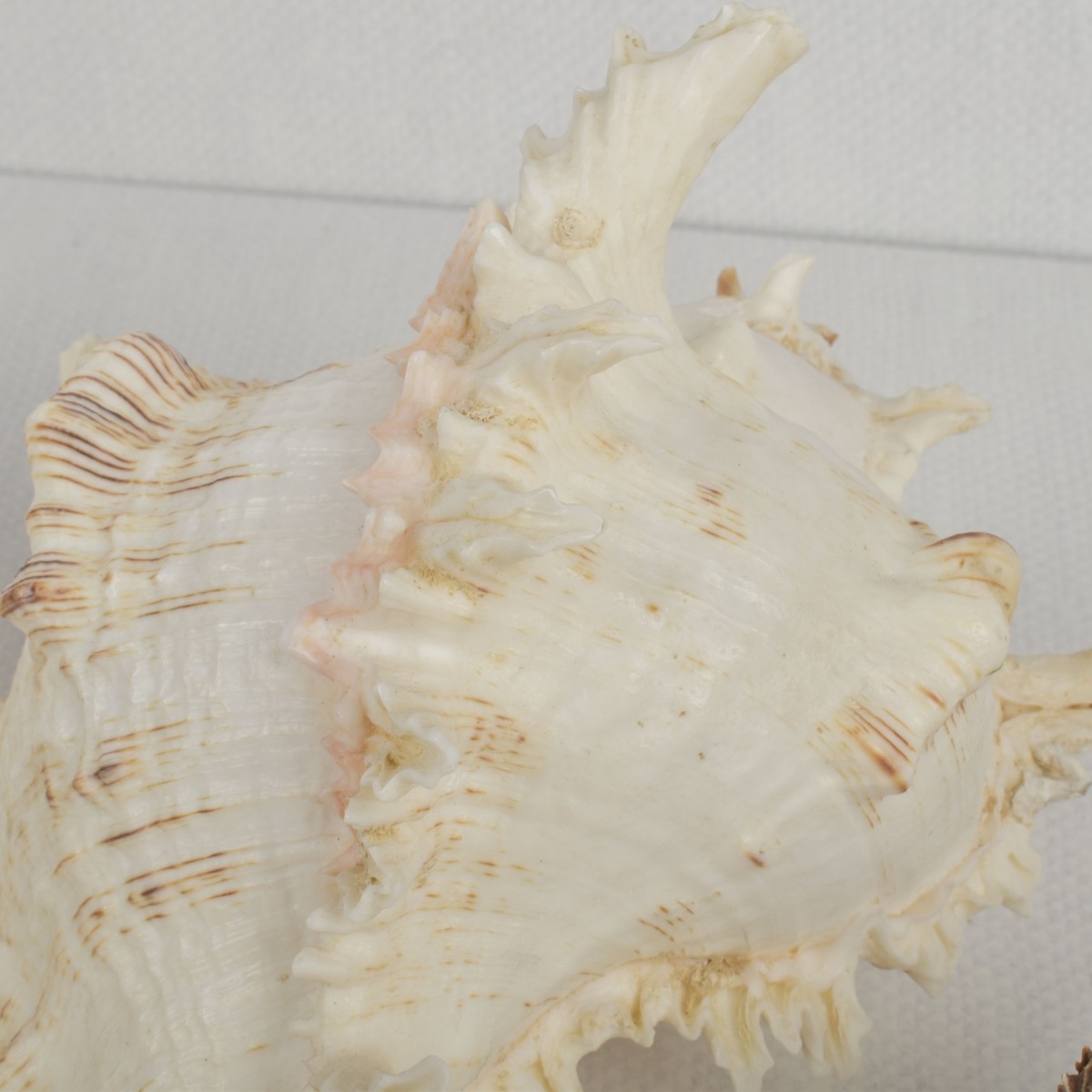 Sea Shell Collection
