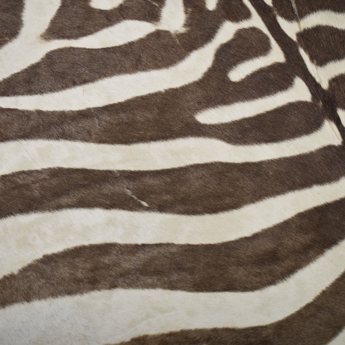 African Zebra Full Skin Rug